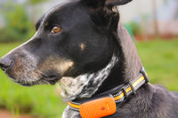 GPS Tracker for Pet Dogs & Cats - Pencil Pet Tracker